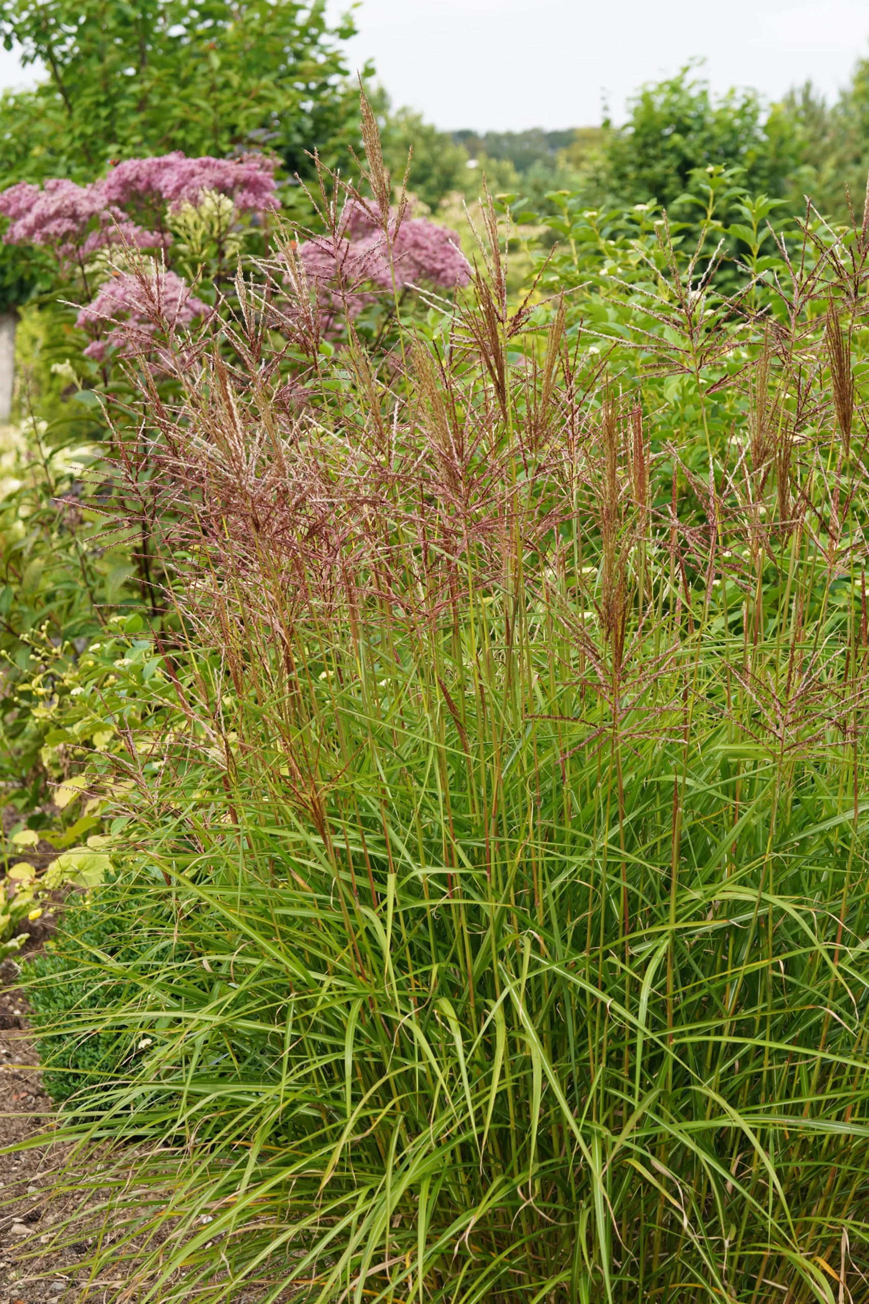 Japanskt gräs Glansmikantus 'Flamingo' 2L>Omnia garden New