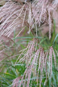Japanskt gräs Glansmikantus 'Flamingo' 2L><noscript><img width=