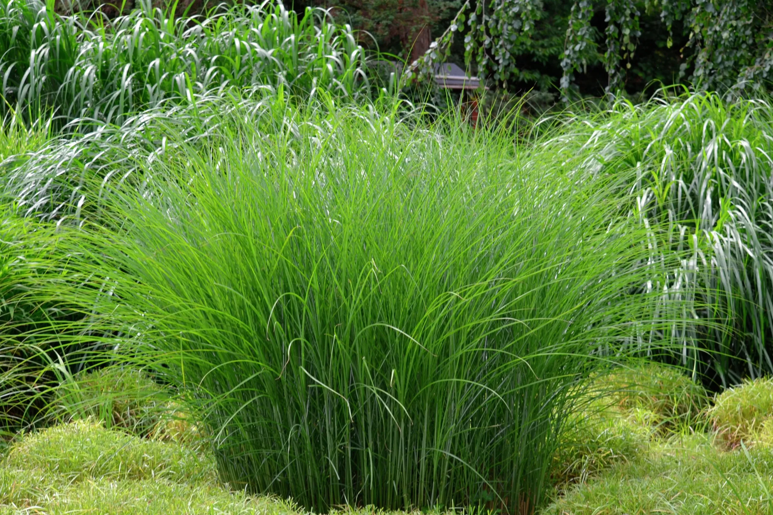Japanskt gräs Glansmiskantus 'Gracillimus' 2L>Omnia garden Sale