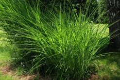 Japanskt gräs Glansmiskantus 'Gracillimus' 2L>Omnia garden Sale