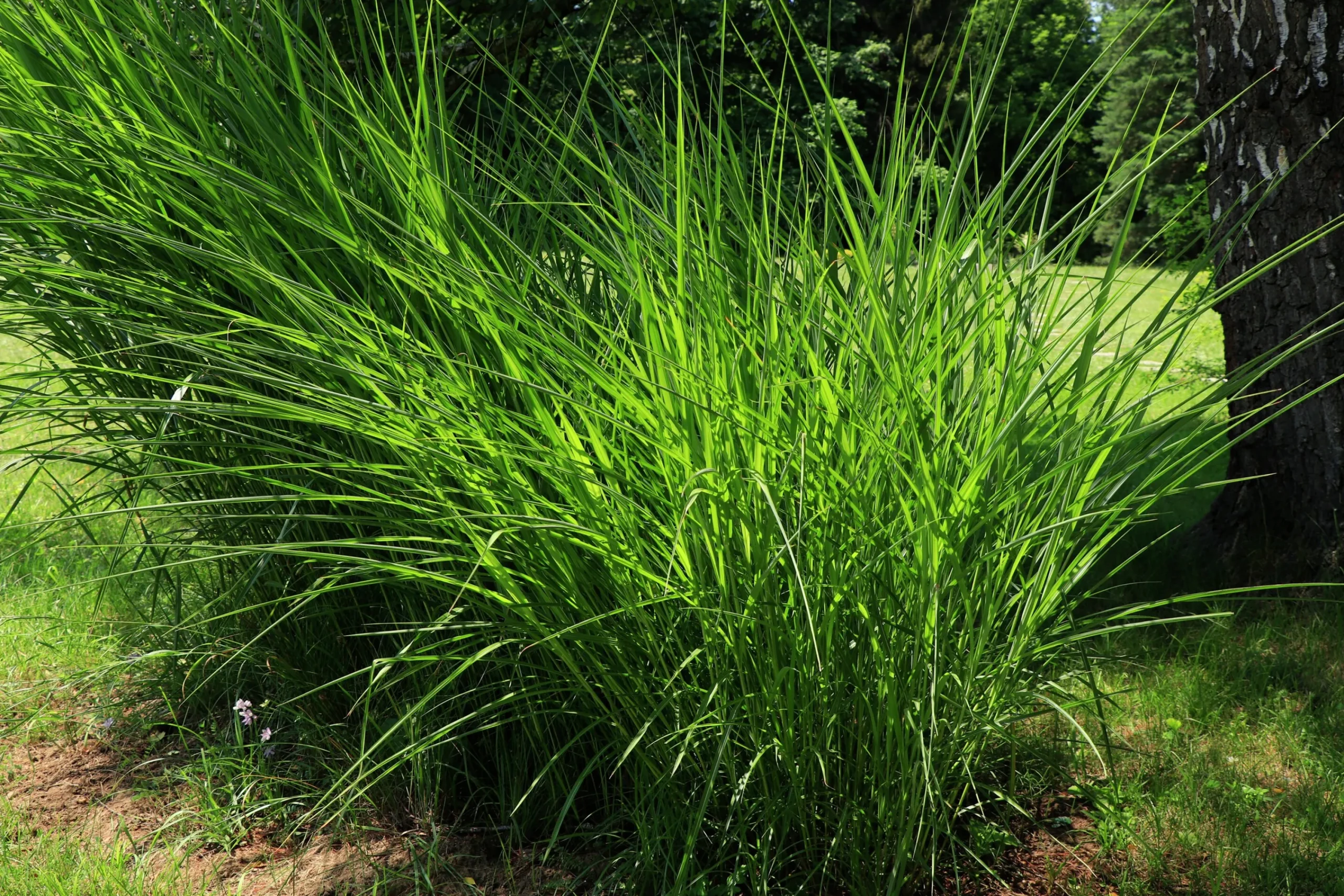 Japanskt gräs Glansmiskantus 'Gracillimus' 2L>Omnia garden Sale