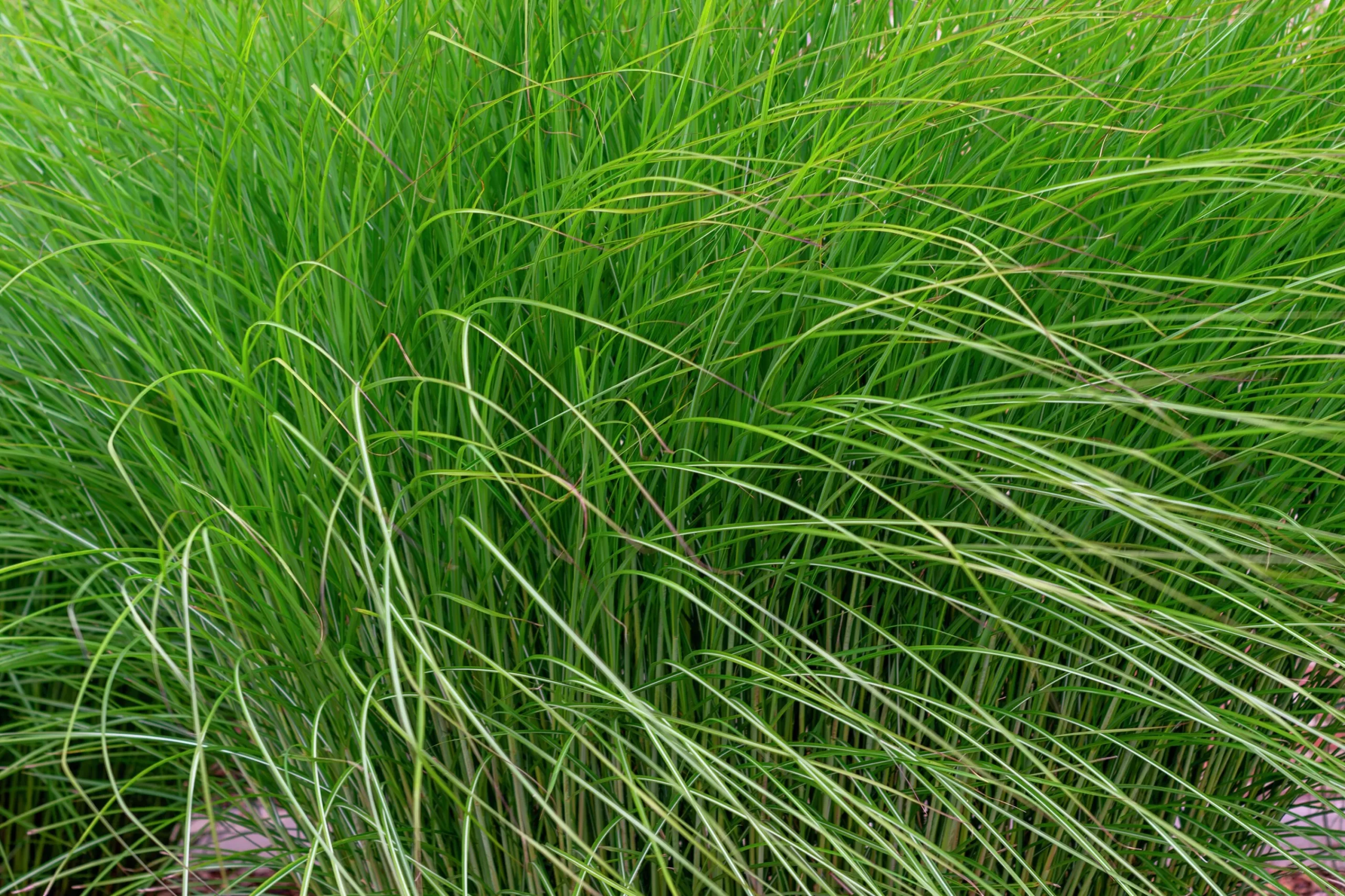 Japanskt gräs Glansmiskantus 'Gracillimus' 2L>Omnia garden Sale