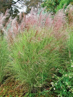 Japanskt gräs Glansmiskantus 'Morning Light' 2L>Omnia garden Hot