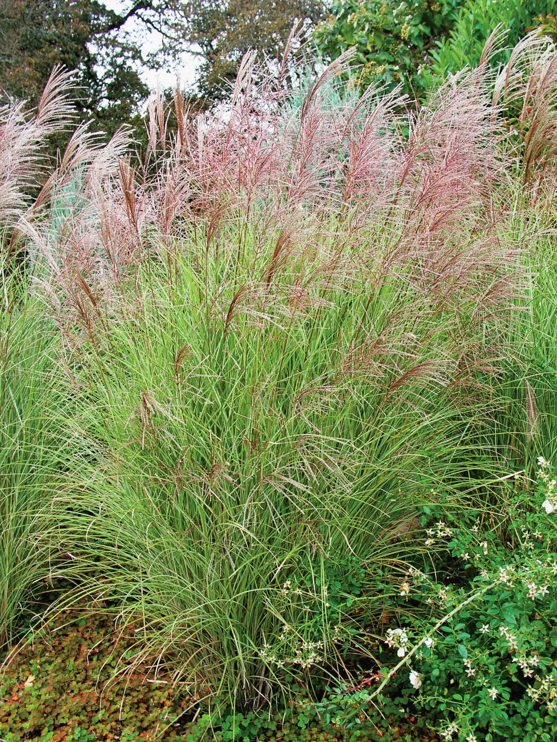 Japanskt gräs Glansmiskantus 'Morning Light' 2L>Omnia garden Hot