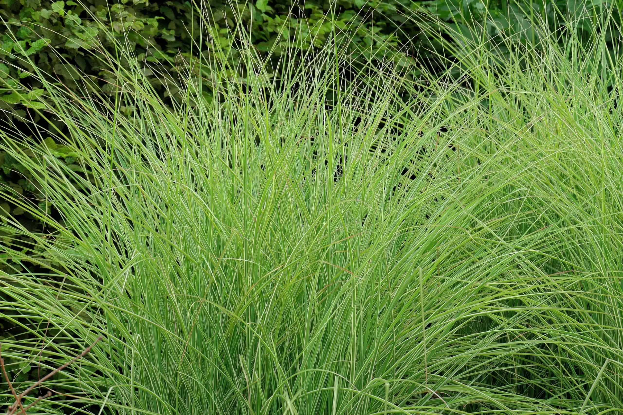 Japanskt gräs Glansmiskantus 'Morning Light' 2L>Omnia garden Hot
