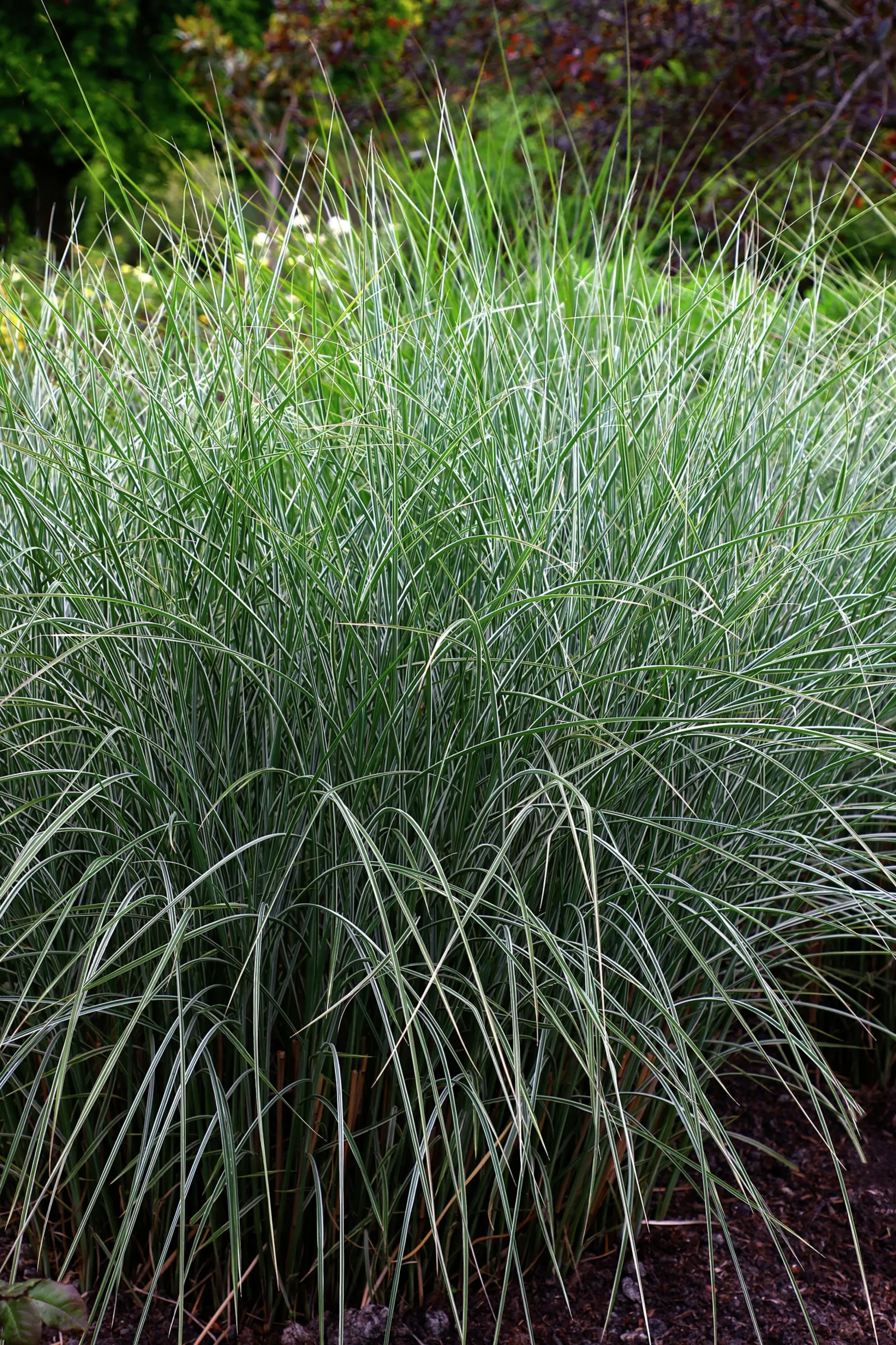Japanskt gräs Glansmiskantus 'Morning Light' 2L>Omnia garden Hot