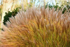 Japanskt gräs Glansmiskantus 'Malepartus' 2L>Omnia garden Online