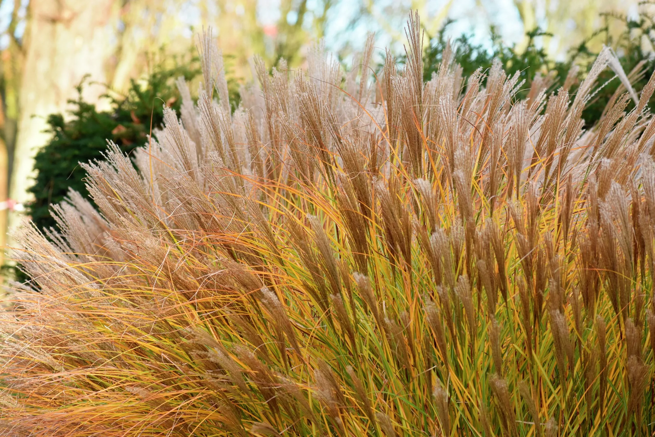 Japanskt gräs Glansmiskantus 'Malepartus' 2L>Omnia garden Online