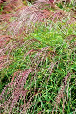 Japanskt gräs Glansmiskantus 'Little Zebra' 2L>Omnia garden Discount