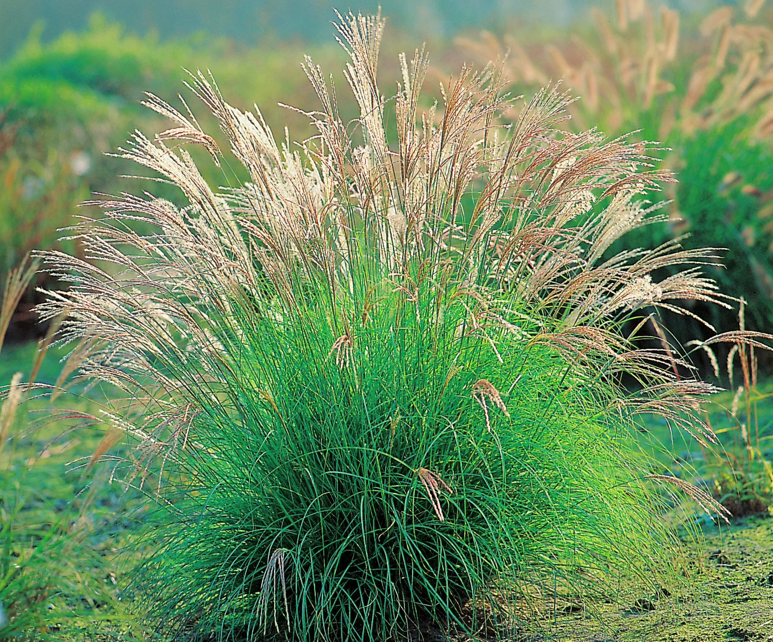Japanskt gräs Glansmiskantus 'Adagio' 2L>Omnia garden Online