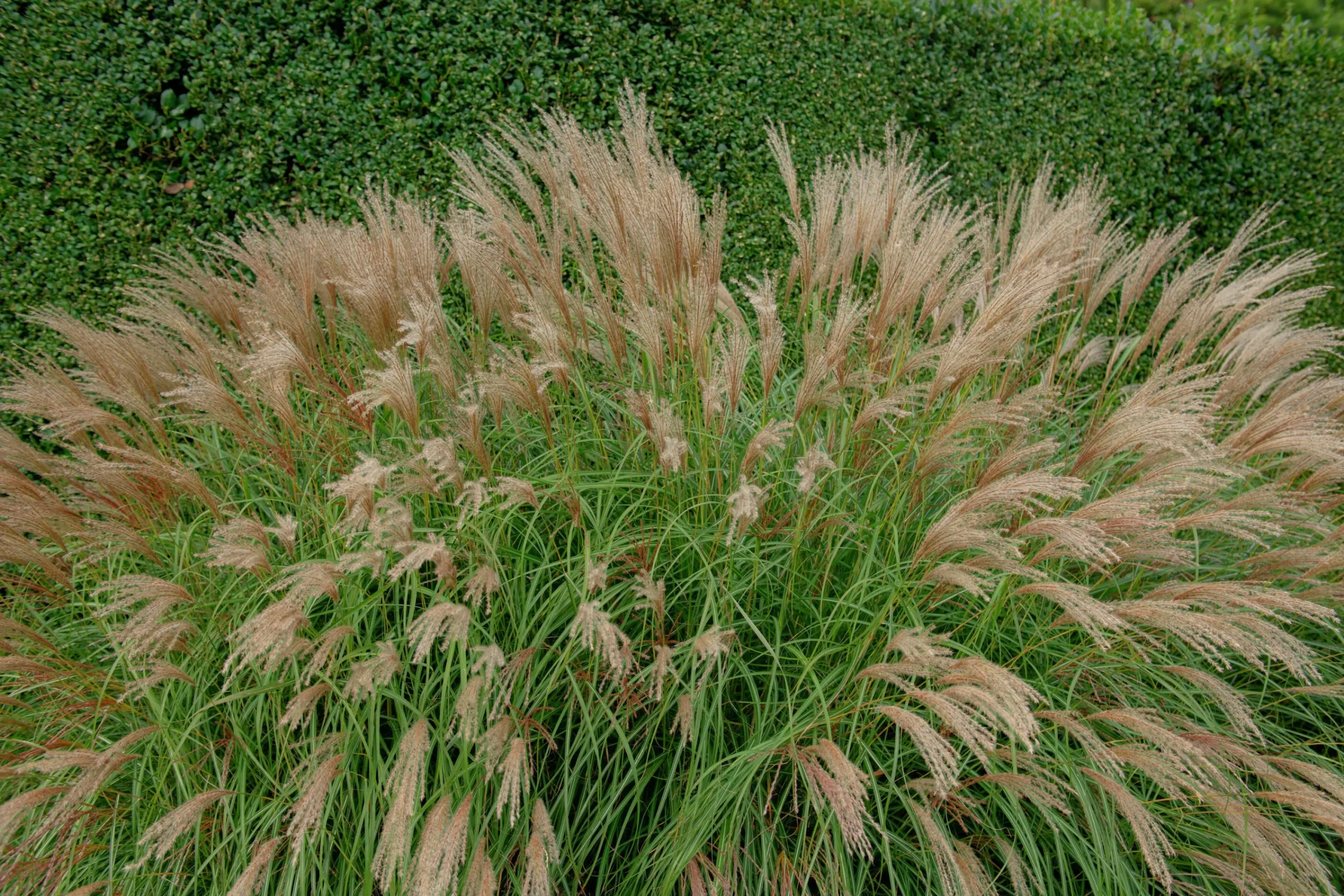 Japanskt gräs Glansmiskantus 'Adagio' 2L>Omnia garden Online