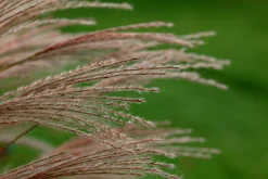 Japanskt gräs Glansmiskantus 'Adagio' 2L><noscript><img width=