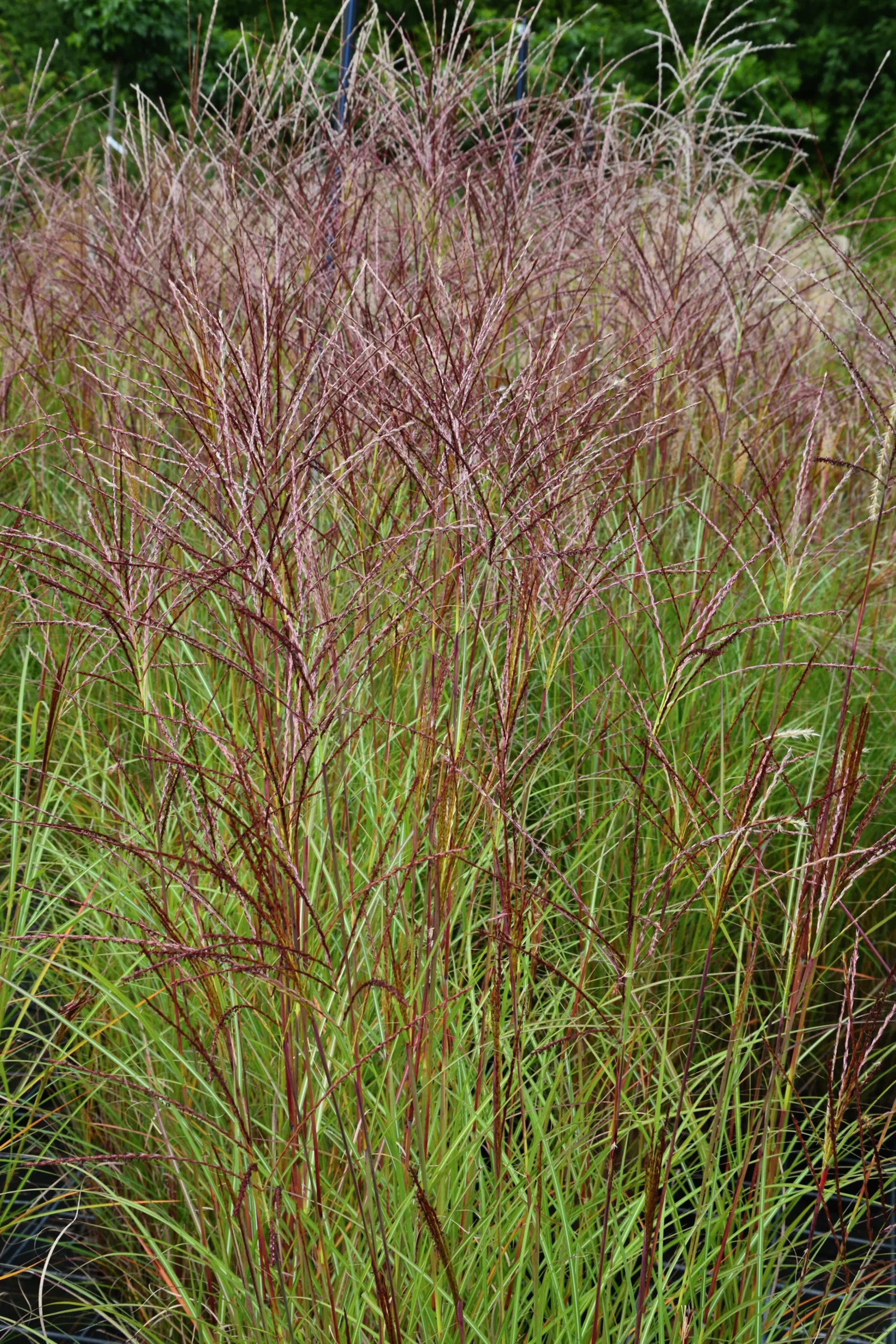 Japanskt gräs Glansmiskantus 'Kleine Silberspinne' 2L>Omnia garden