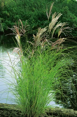 Japanskt gräs Glansmiskantus 'Kleine Silberspinne' 2L>Omnia garden