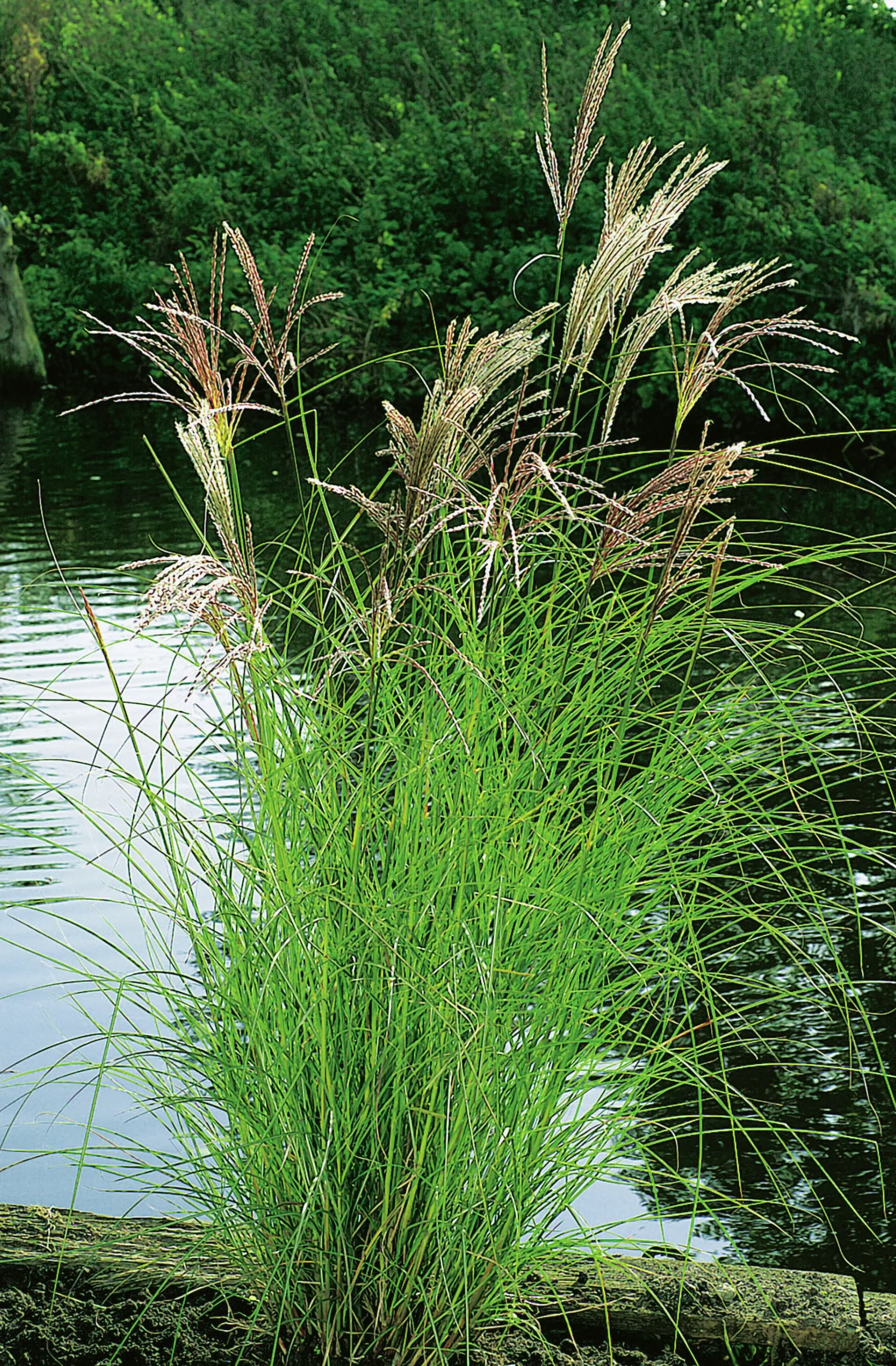 Japanskt gräs Glansmiskantus 'Kleine Silberspinne' 2L>Omnia garden