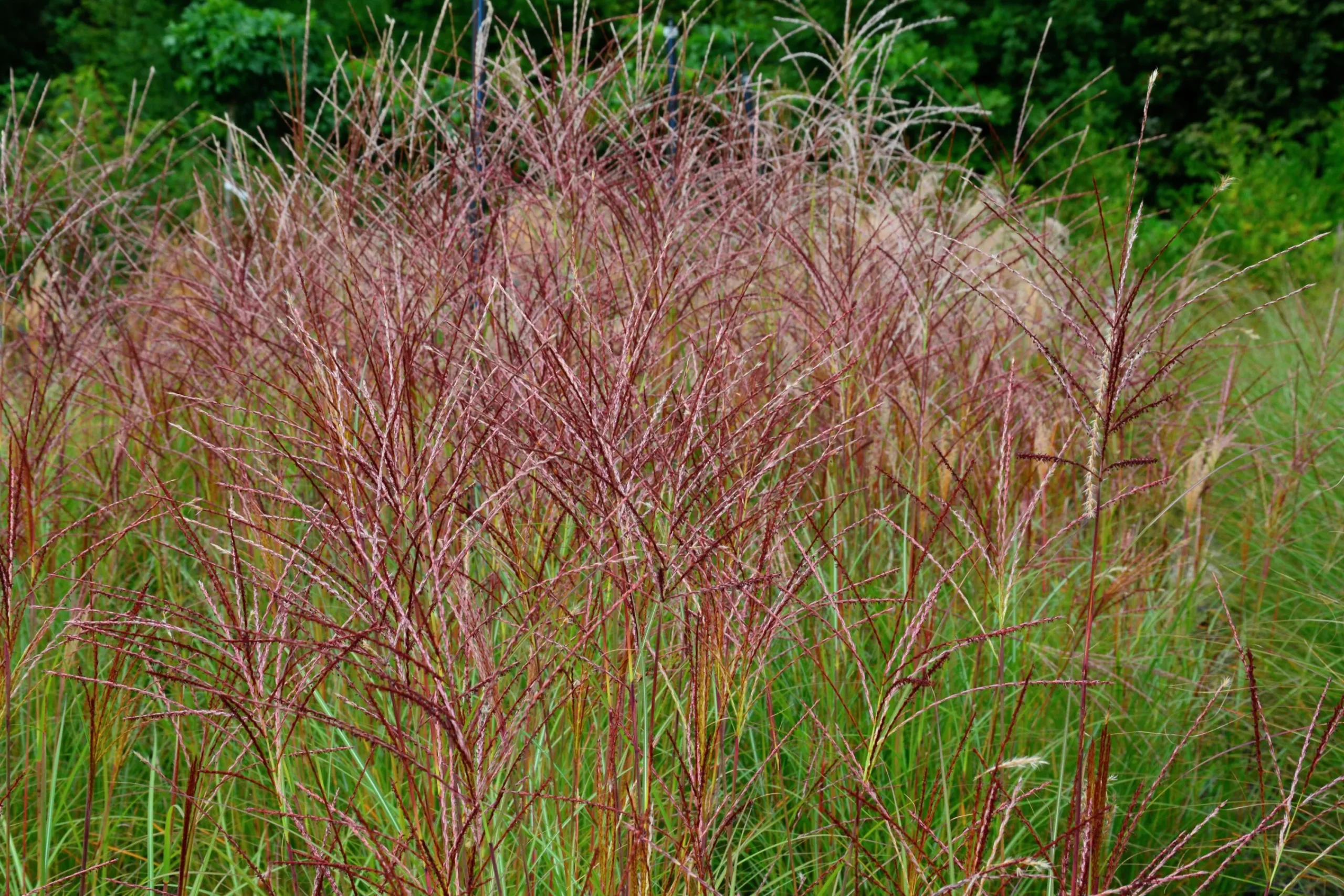 Japanskt gräs Glansmiskantus 'Kleine Silberspinne' 2L>Omnia garden