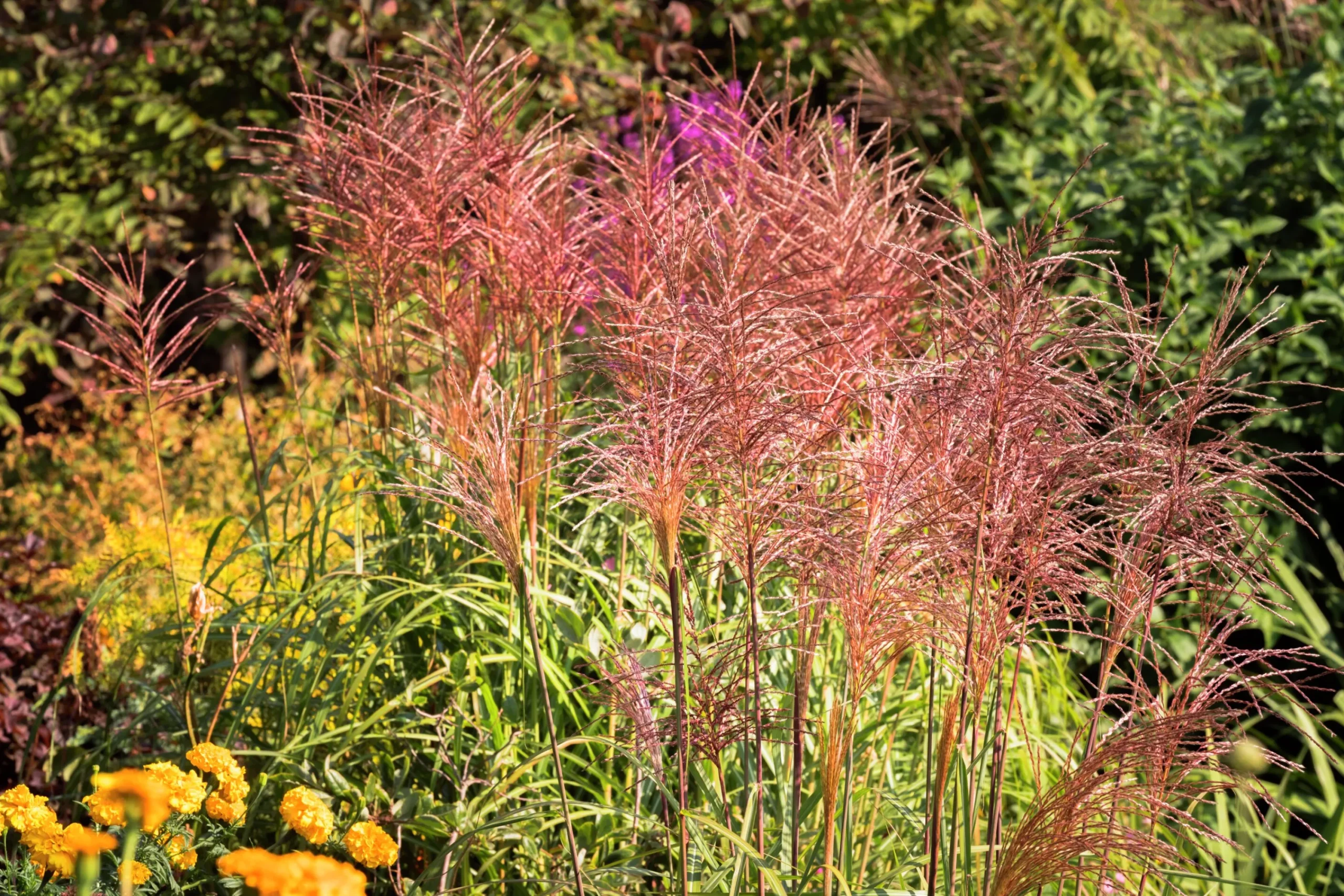 Japanskt gräs Glansmiskantus 'Red Chief' 2L>Omnia garden Sale