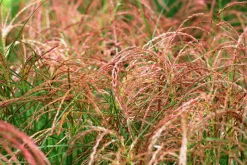 Japanskt gräs Glansmiskantus 'Red Chief' 2L><noscript><img width=