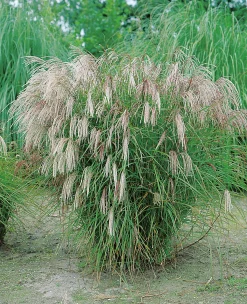 Japanskt gräs Glansmiskantus 'Kleine Fontäne' 2L>Omnia garden Sale