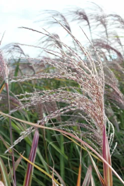 Japanskt gräs Glansmiskantus 'Silberfeder' 2L>Omnia garden Online