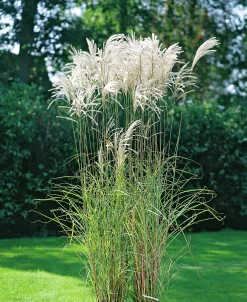 Japanskt gräs Glansmiskantus 'Silberfeder' 2L><noscript><img width=