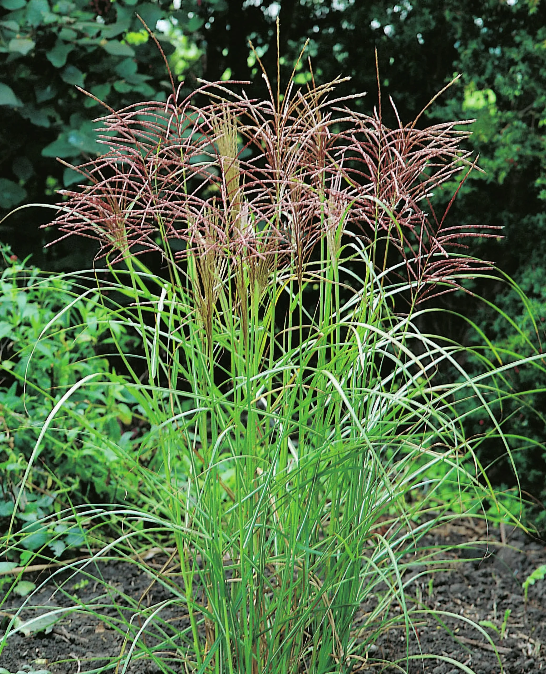 Japanskt gräs Glansmiskantus 'Ferner Osten' 2L>Omnia garden Best