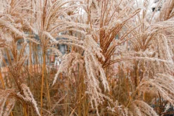 Japanskt gräs Glansmiskantus 'Ferner Osten' 2L>Omnia garden Best