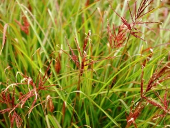 Japanskt gräs Glansmiskantus 'Ferner Osten' 2L><noscript><img width=