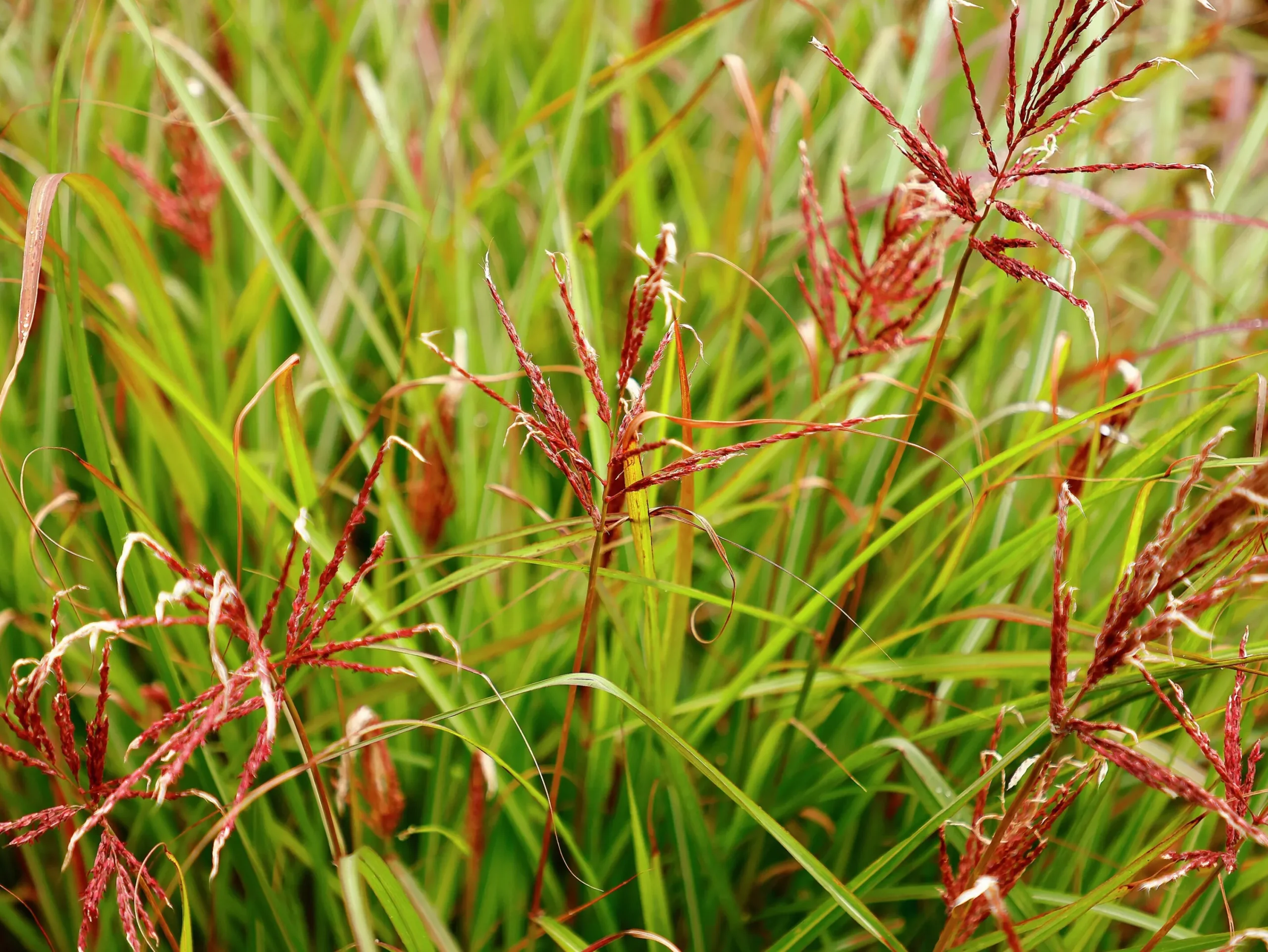 Japanskt gräs Glansmiskantus 'Ferner Osten' 2L>Omnia garden Best