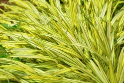 Japanskt brokigt Hakonegräs 'Auereola' 2L><noscript><img width=