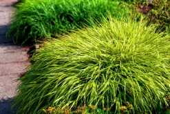 Japanskt brokigt Hakonegräs 'Auereola' 2L><noscript><img width=