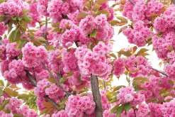 Japanskt prydnadskörsbär 'Kanzan'><noscript><img width=