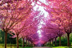 Japanskt prydnadskörsbär 'Kanzan'><noscript><img width=