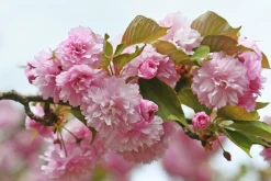 Japanskt Prydnadskörsbär 'Kanzan' Goliath Högstam Barrotad>Omnia garden