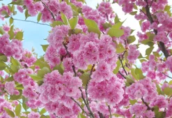 Japanskt Prydnadskörsbär 'Kanzan' Goliath Högstam Barrotad><noscript><img width=