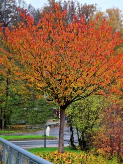 Japanskt Prydnadskörsbär 'Kanzan' Goliath Högstam Barrotad><noscript><img width=