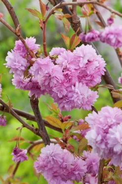 Japanskt prydnadskörsbär 'Kiku-Shidare-Zakura'>Omnia garden Online