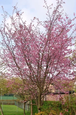 Japanskt prydnadsträd Bergkörsbär>Omnia garden Discount