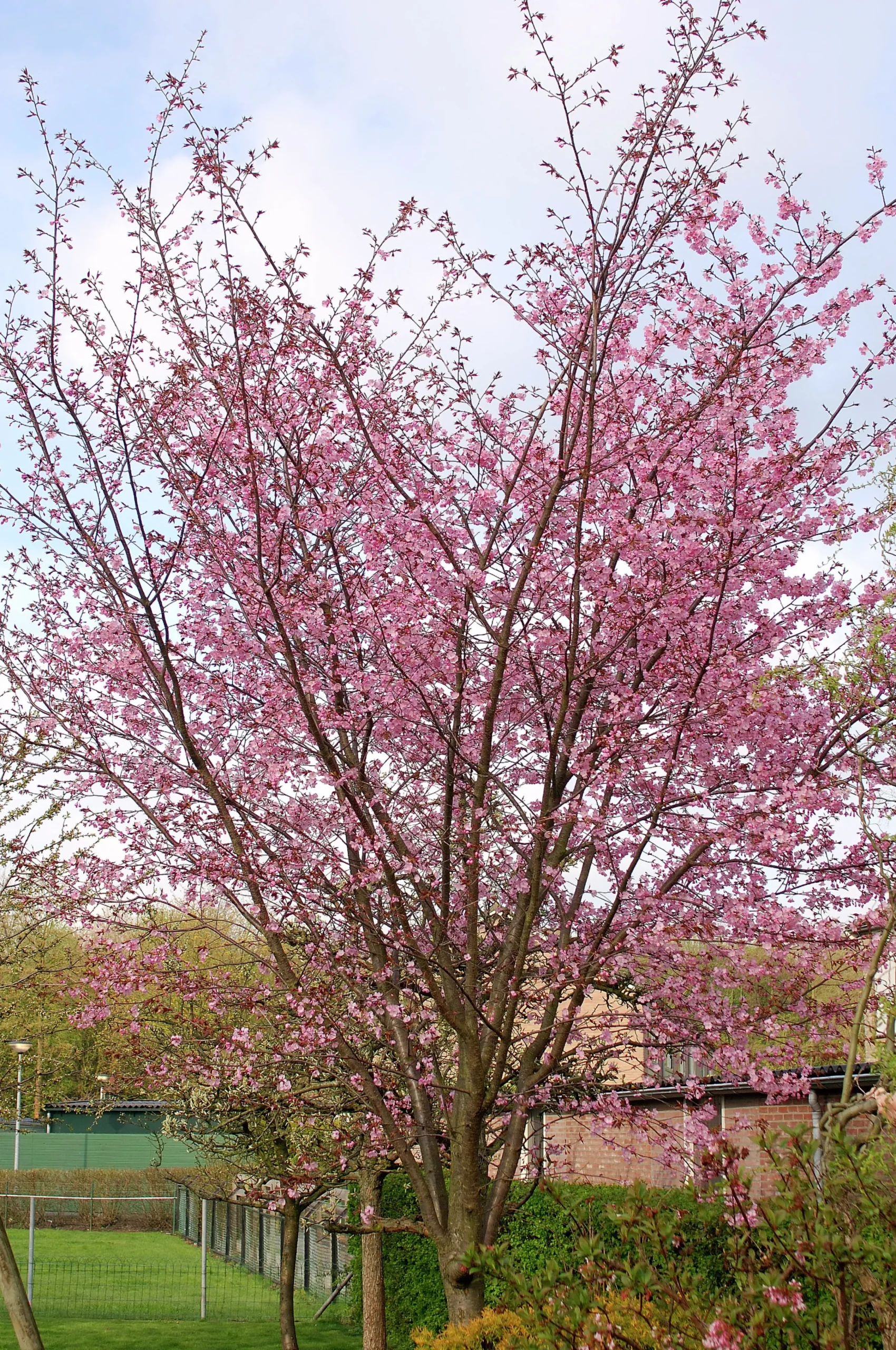 Japanskt prydnadsträd Bergkörsbär>Omnia garden Discount