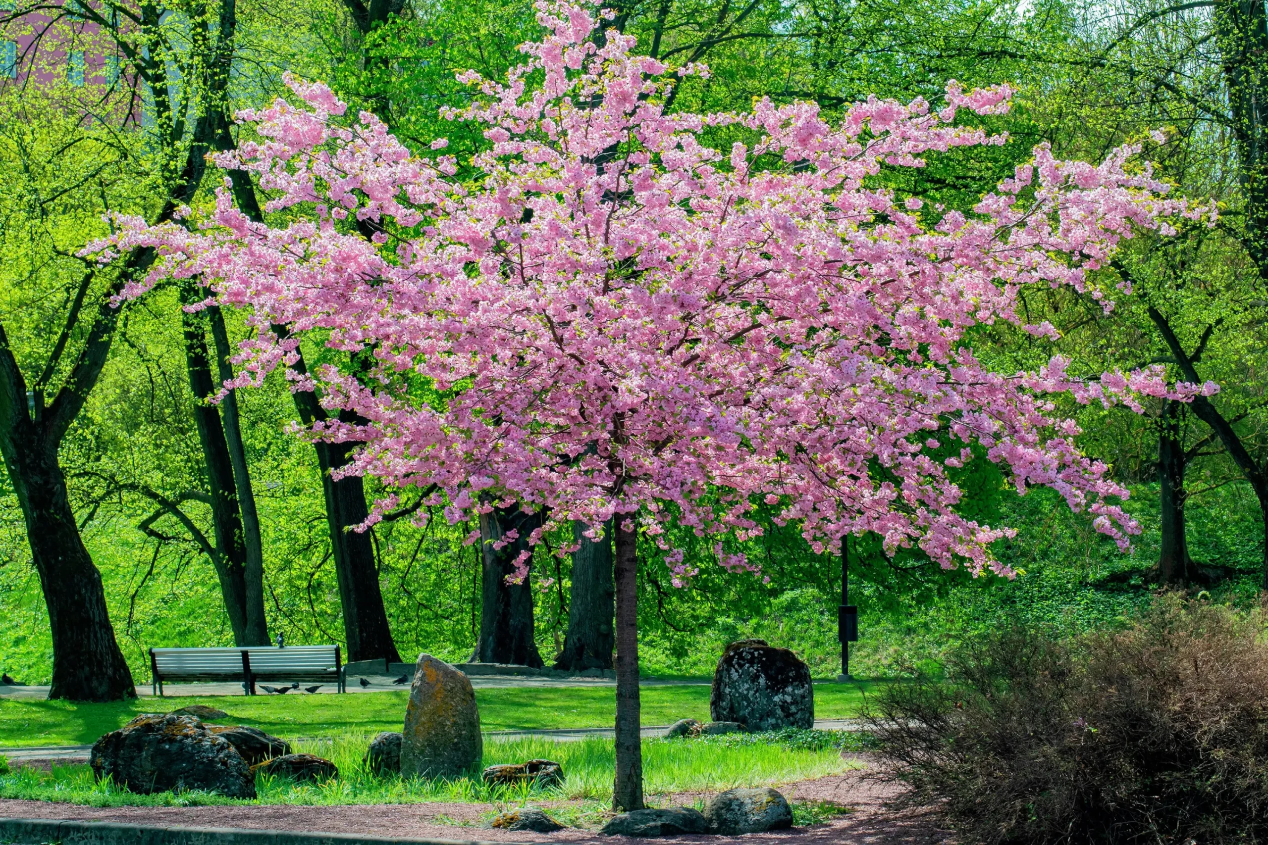 Japanskt prydnadsträd Bergkörsbär>Omnia garden Discount
