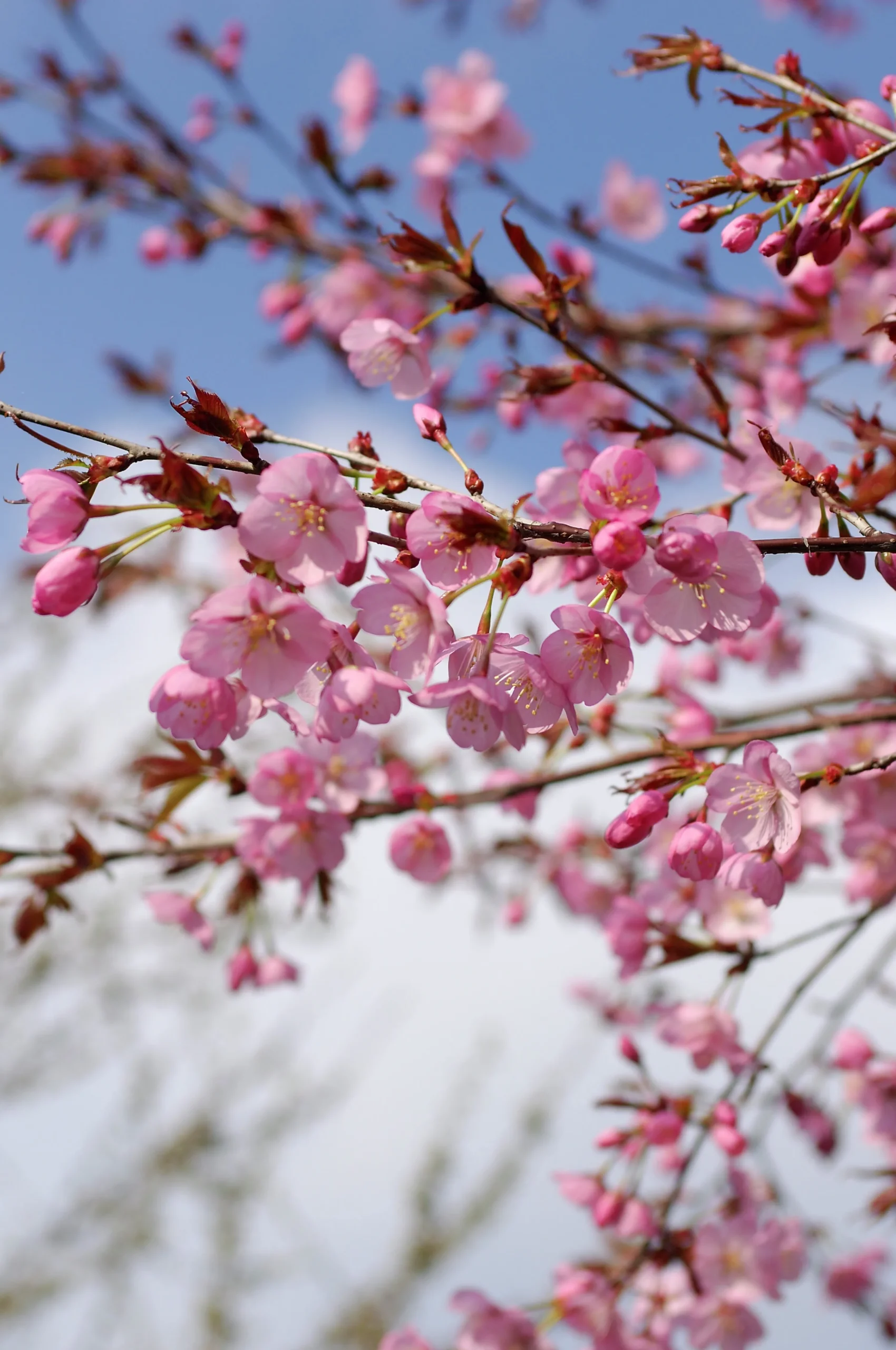 Japanskt prydnadsträd Bergkörsbär>Omnia garden Discount