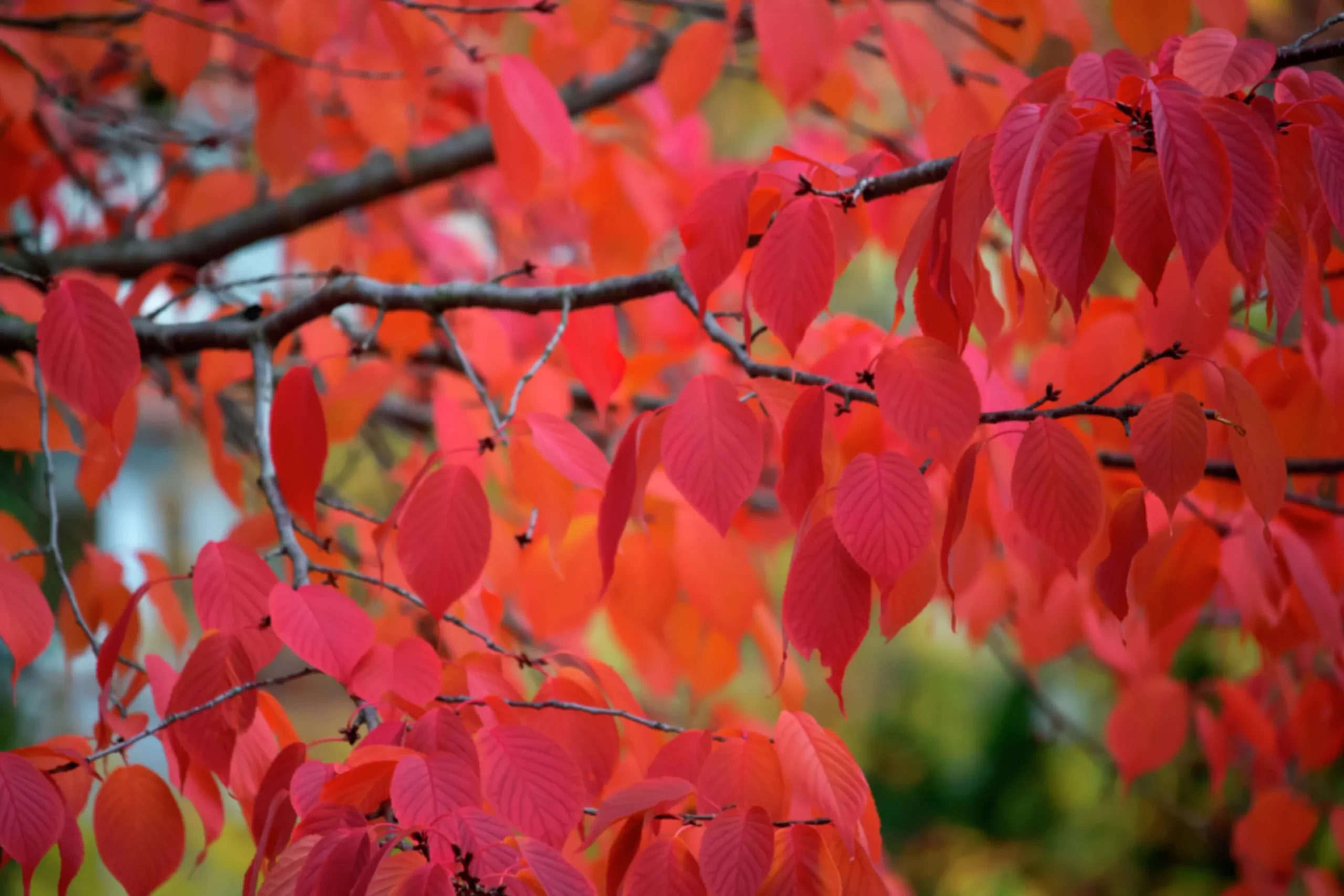 Japanskt prydnadsträd Bergkörsbär>Omnia garden Discount