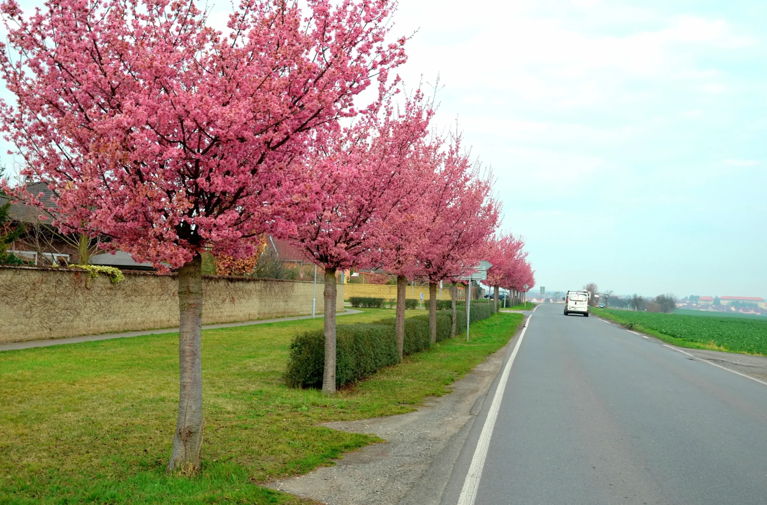 Japanskt prydnadsträd Bergkörsbär>Omnia garden Discount