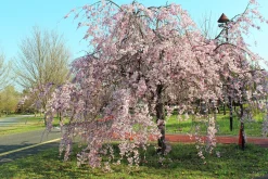 Japanskt Tårkörsbär 'Beni-shidare'><noscript><img width=
