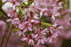 Japanskt Tårkörsbär 'Beni-shidare'><noscript><img width=