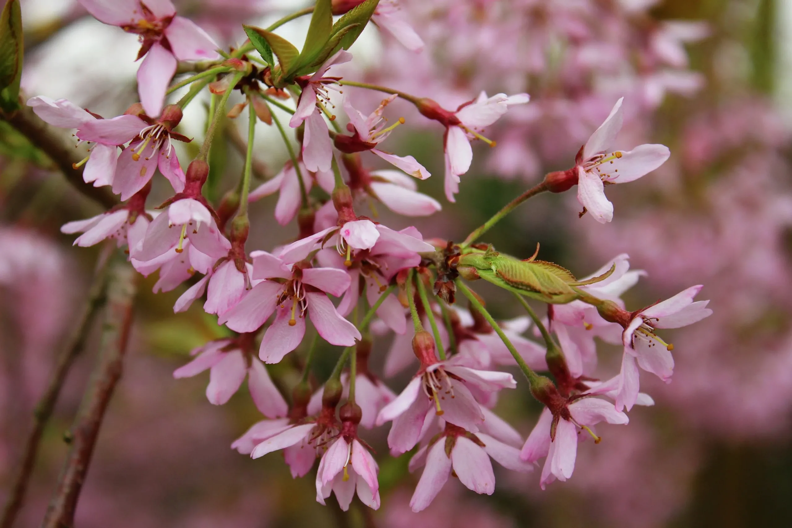 Japanskt Tårkörsbär 'Beni-shidare'>Omnia garden