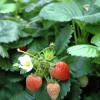 Jordgubbar lat. Fragaria x ananassa 6-p>Mäster Grön