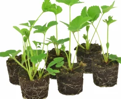 Jordgubbar lat. Fragaria x ananassa 6-p>Mäster Grön