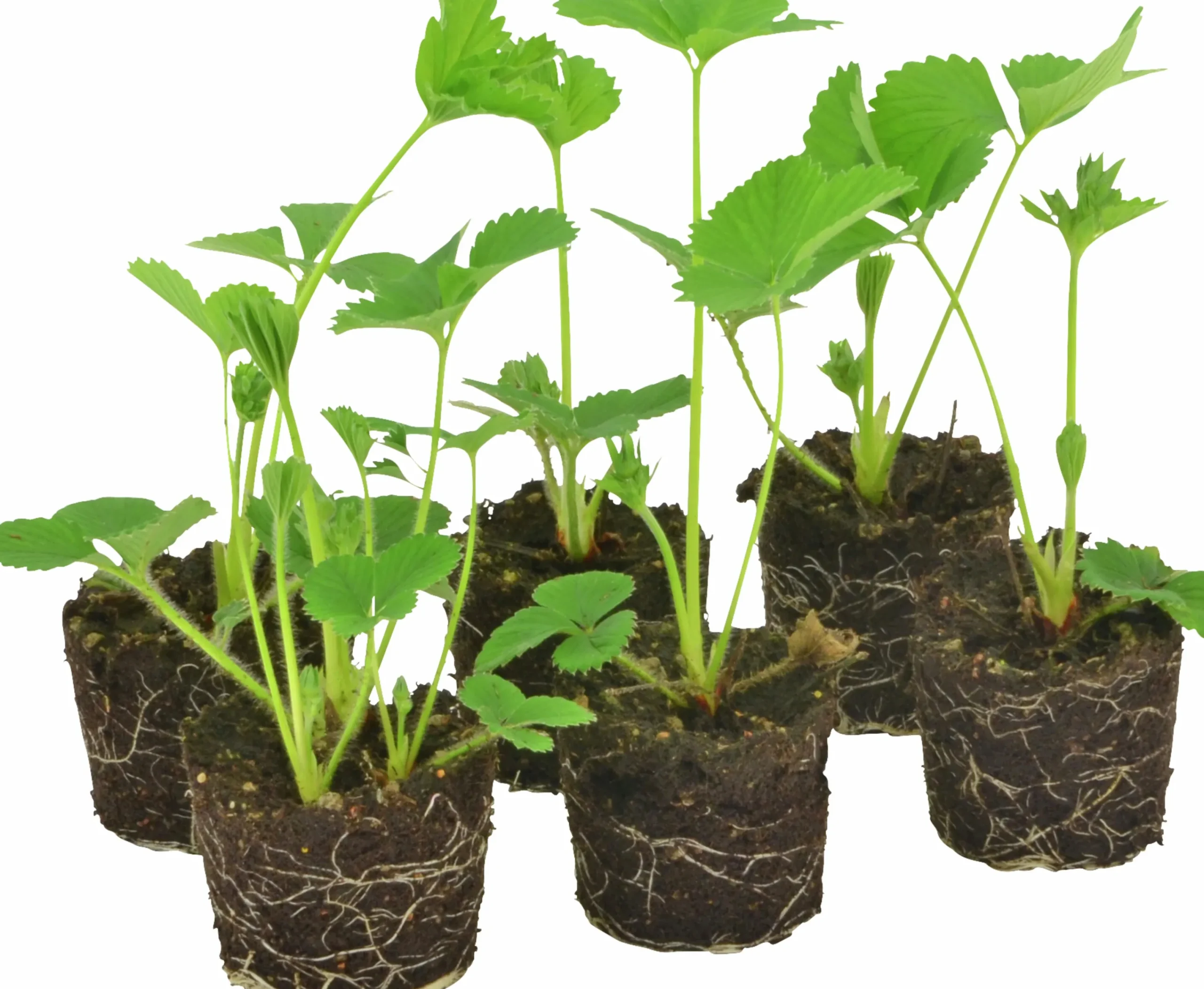 Jordgubbar lat. Fragaria x ananassa 6-p>Mäster Grön