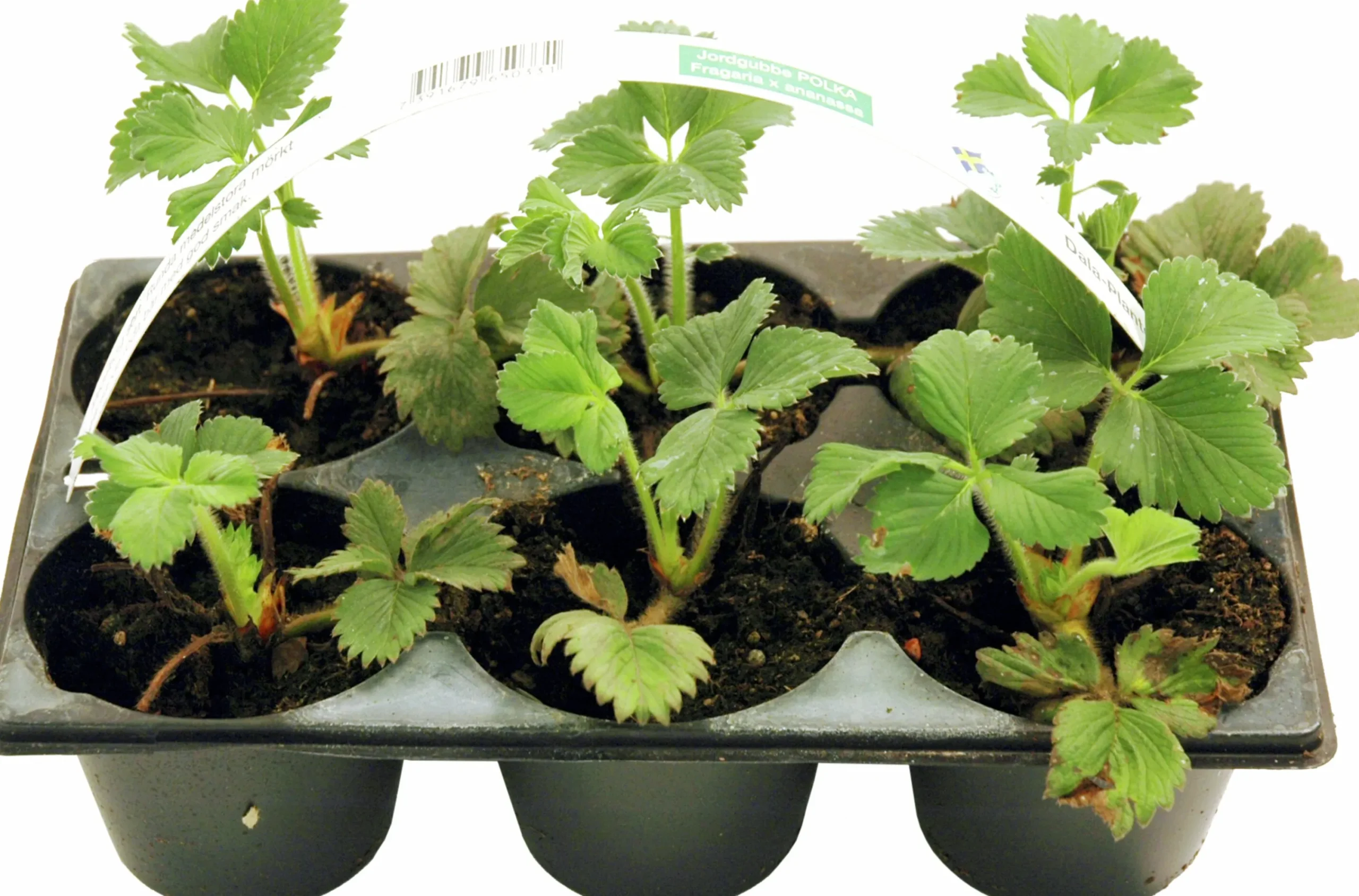 Jordgubbar lat. Fragaria x ananassa 6-p>Mäster Grön